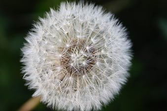 Close-up of a white dandelion seed head against a dark green background