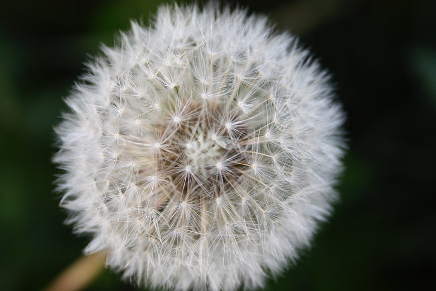 Close-up of a white dandelion seed head against a dark green background