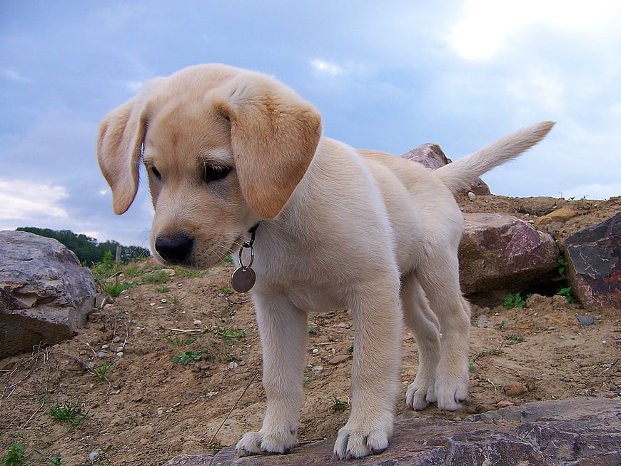 Cute Yellow Labrador Puppy Standing On Rocky Outcrop