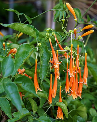 Vibrant Orange Trumpet Vine Flowers Hanging in Garden