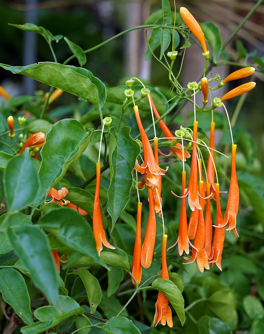 Vibrant Orange Trumpet Vine Flowers Hanging in Garden