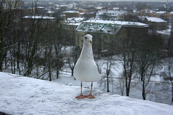 Seagull Standing on Snowy Ledge with City Background