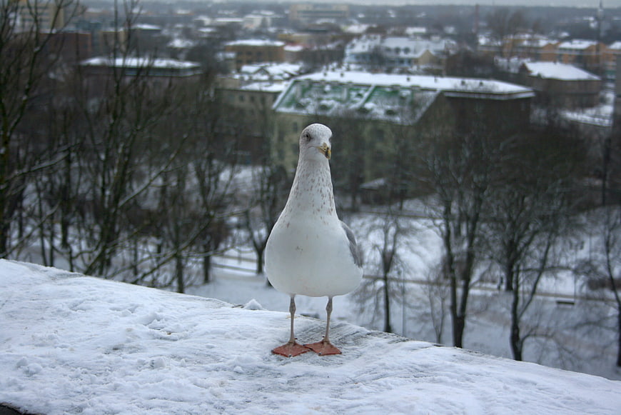 Seagull Standing on Snowy Ledge with City Background