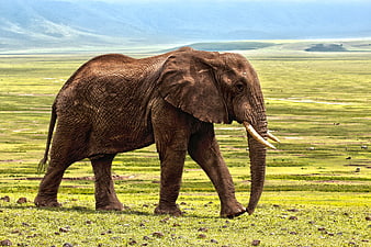African Elephant Walking in Green Savanna Landscape