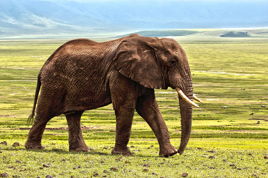 African Elephant Walking in Green Savanna Landscape