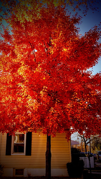 Vibrant Red Autumn Tree in Front of Yellow House
