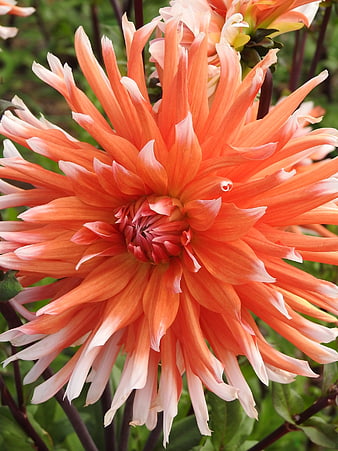Close-up of vibrant orange dahlia flower with white tips