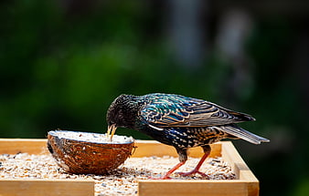 Male starling eating seeds from coconut shell feeder
