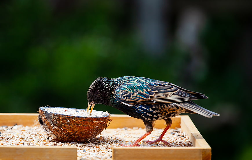 Male starling eating seeds from coconut shell feeder