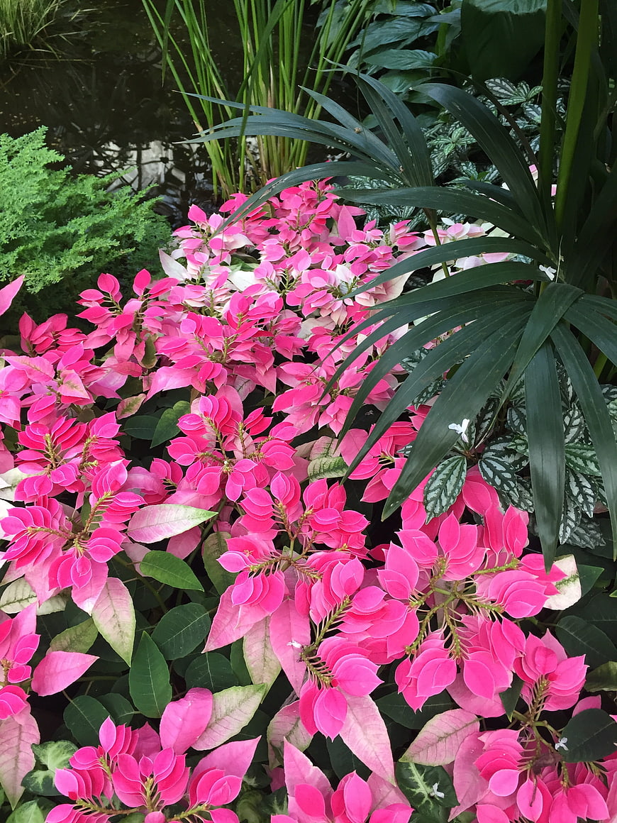 Vibrant Pink Ixora Flowers in Lush Tropical Garden