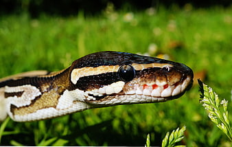Close-up of Ball Python Head in Green Grass