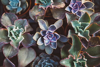 Top View of Colorful Succulents in Pots