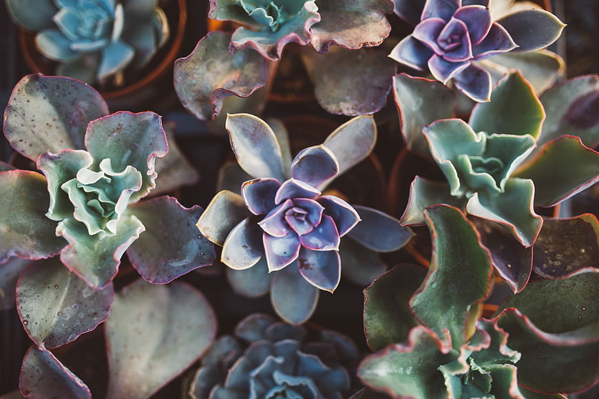 Top View of Colorful Succulents in Pots