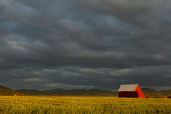 Red Barn in Yellow Canola Field Under Stormy Sky