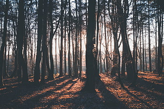 Sunlight streaming through tall trees in an autumn forest