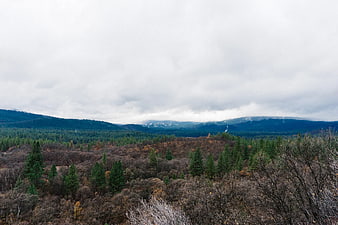 Misty Mountain Forest Landscape with Evergreens and Autumn Foliage