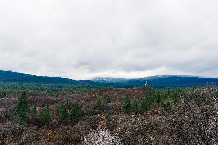 Misty Mountain Forest Landscape with Evergreens and Autumn Foliage