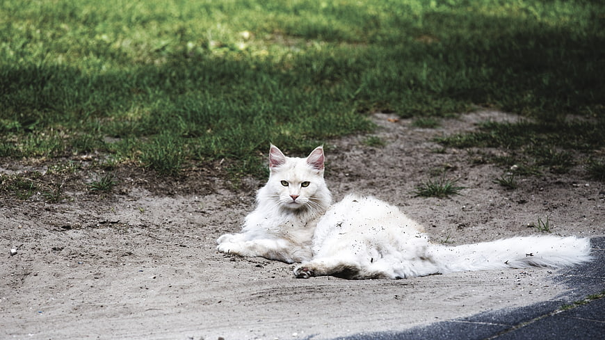Fluffy White Cat Lying on Dirt Path in Grass