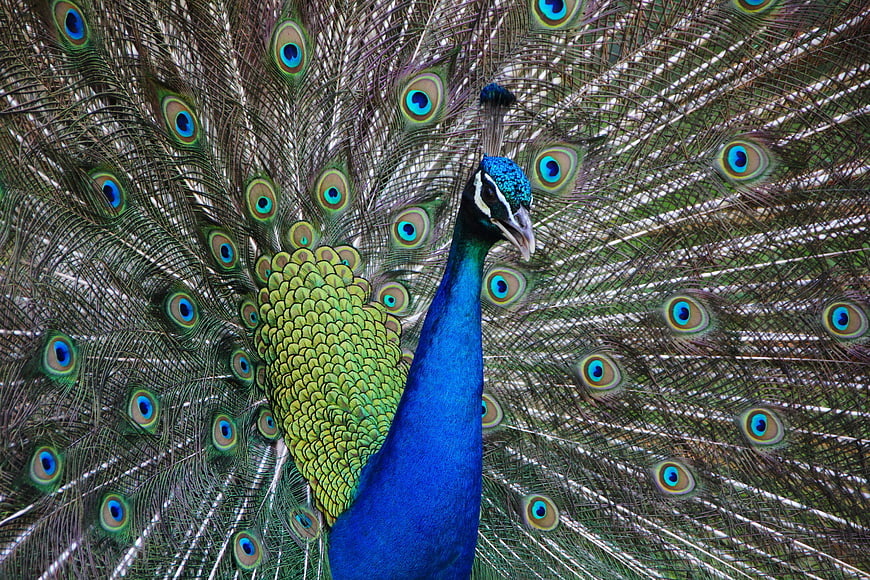 Male Peacock Displaying Vibrant Blue and Green Feathers