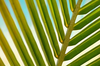 Close-up of green palm frond against blue sky