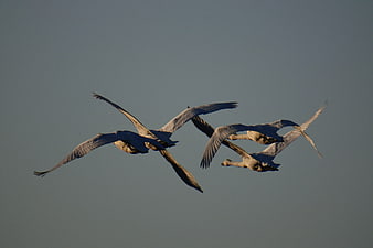Trumpeter Swans Flying in Formation Against Blue Sky