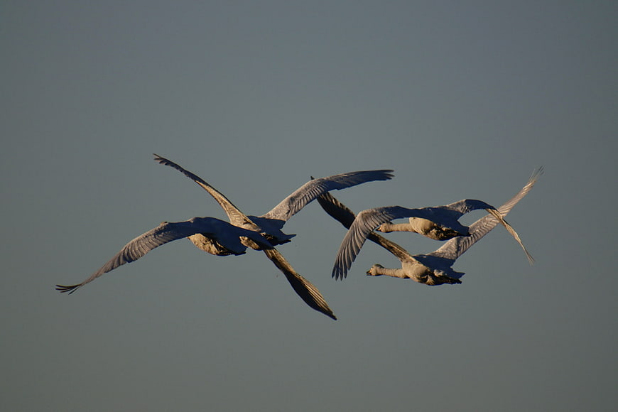Trumpeter Swans Flying in Formation Against Blue Sky