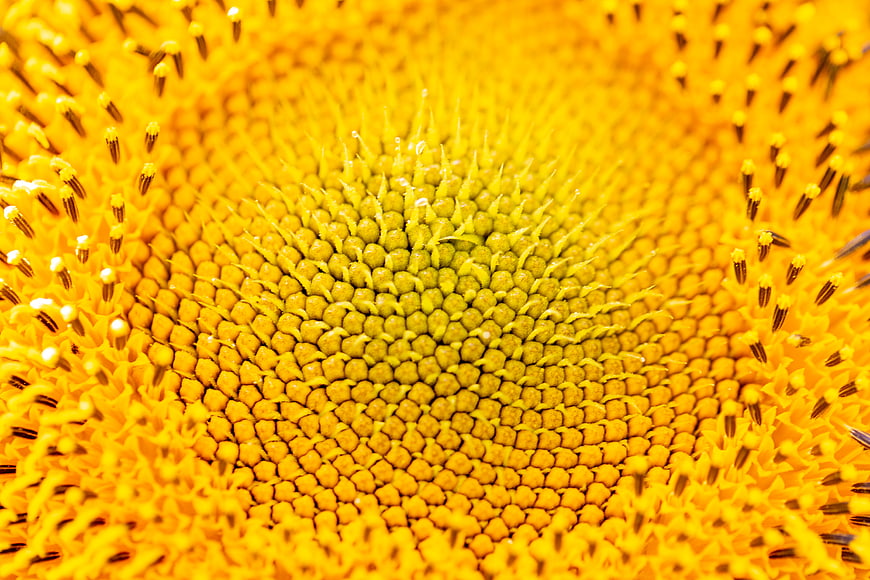 Macro Close-Up of Vibrant Yellow Sunflower Center Texture