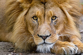 Close-up portrait of a male lion resting with intense gaze