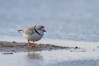 Piping Plover Bird Standing on Sandy Beach Shore