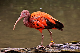 Scarlet Ibis Standing On Log In Water