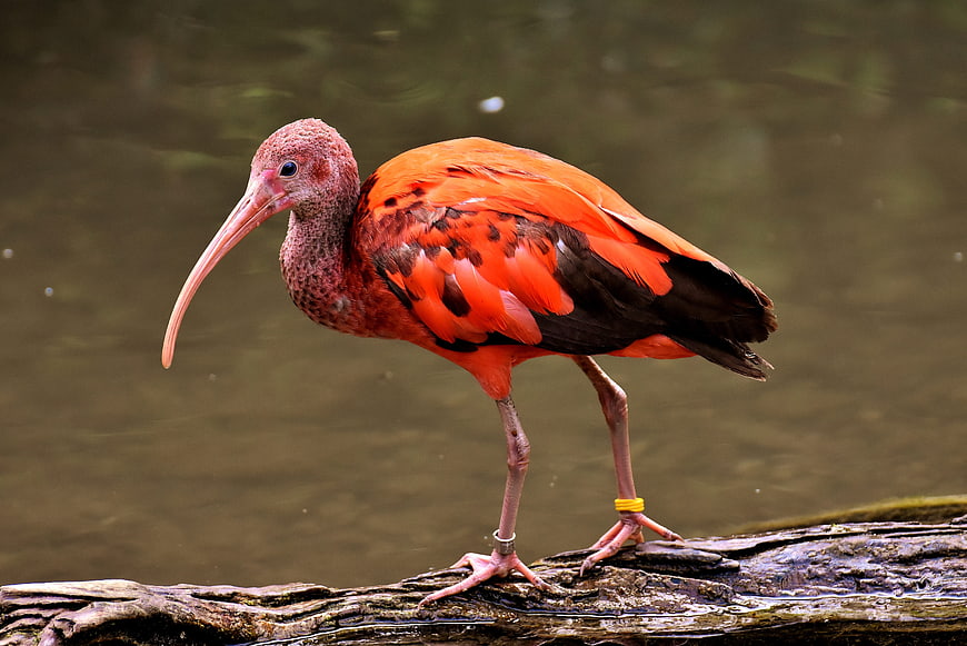 Scarlet Ibis Standing On Log In Water