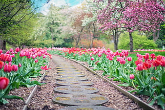 Winding Garden Pathway Lined with Pink Tulips and Spring Blossoms