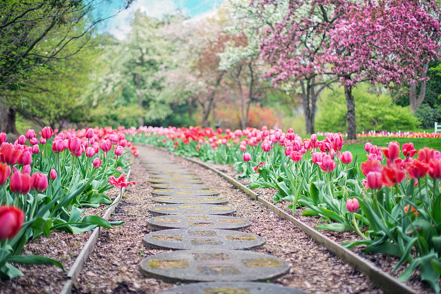 Winding Garden Pathway Lined with Pink Tulips and Spring Blossoms