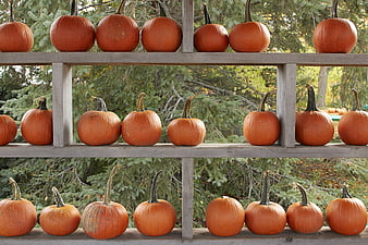 Orange pumpkins arranged on rustic wooden shelves outdoors
