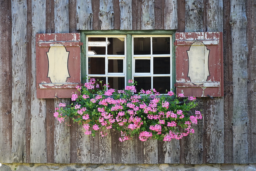 Rustic wooden window with pink geraniums and red shutters