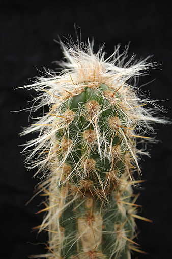 Close-up of a fuzzy cactus with white spines on black background