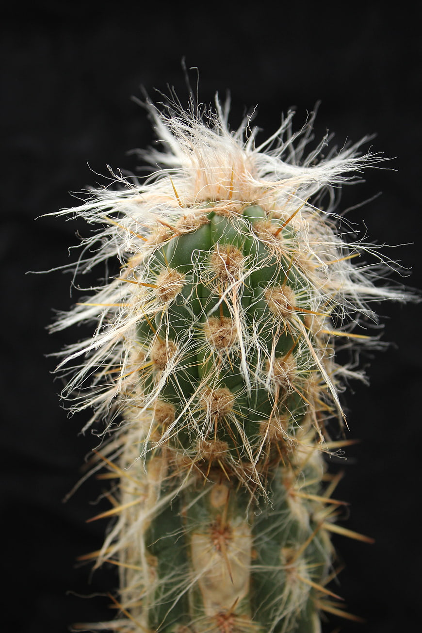 Close-up of a fuzzy cactus with white spines on black background