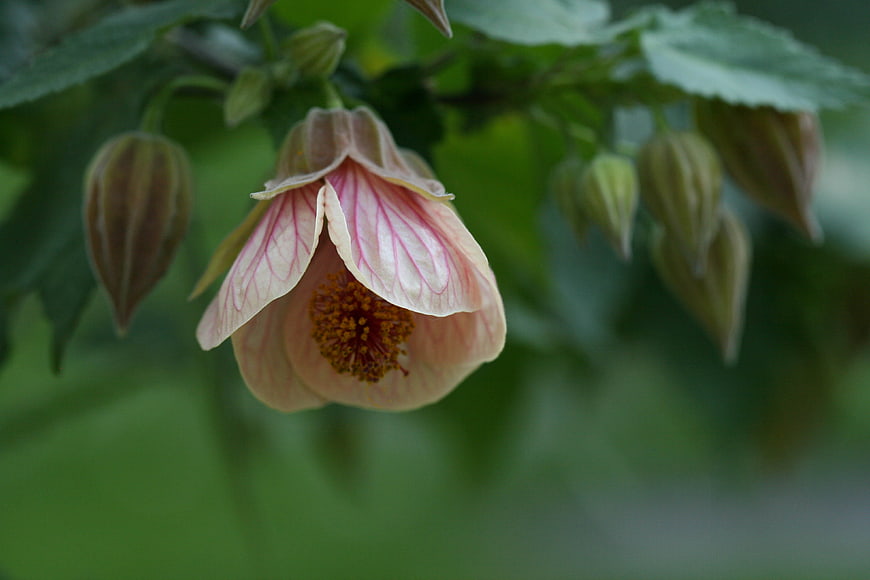 Close-up of delicate pink and white flower with green bokeh background