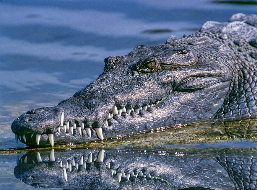 Close-up of a crocodile head with teeth in water