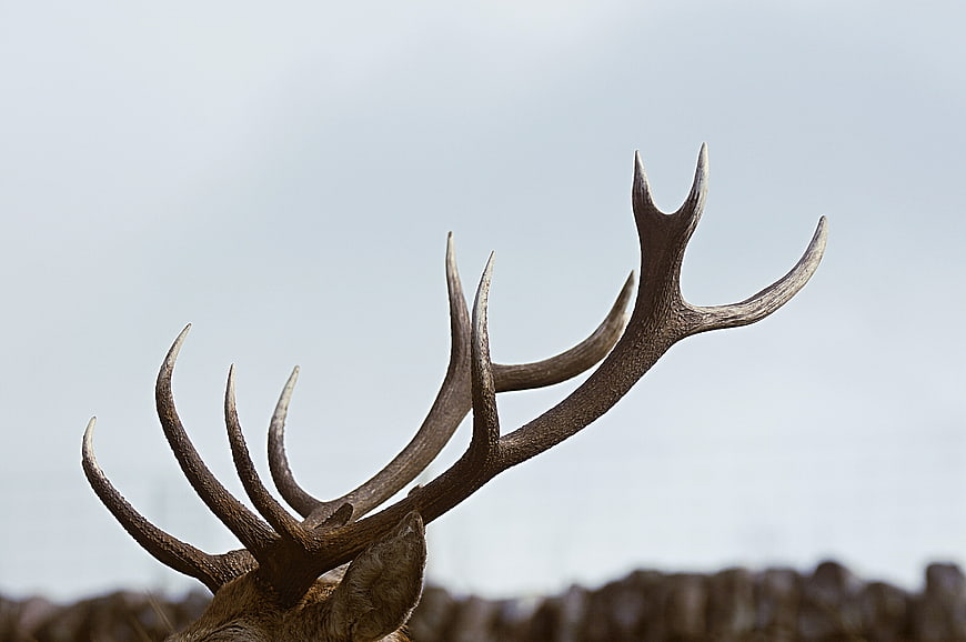 Close-up of majestic deer antlers against a blurred background