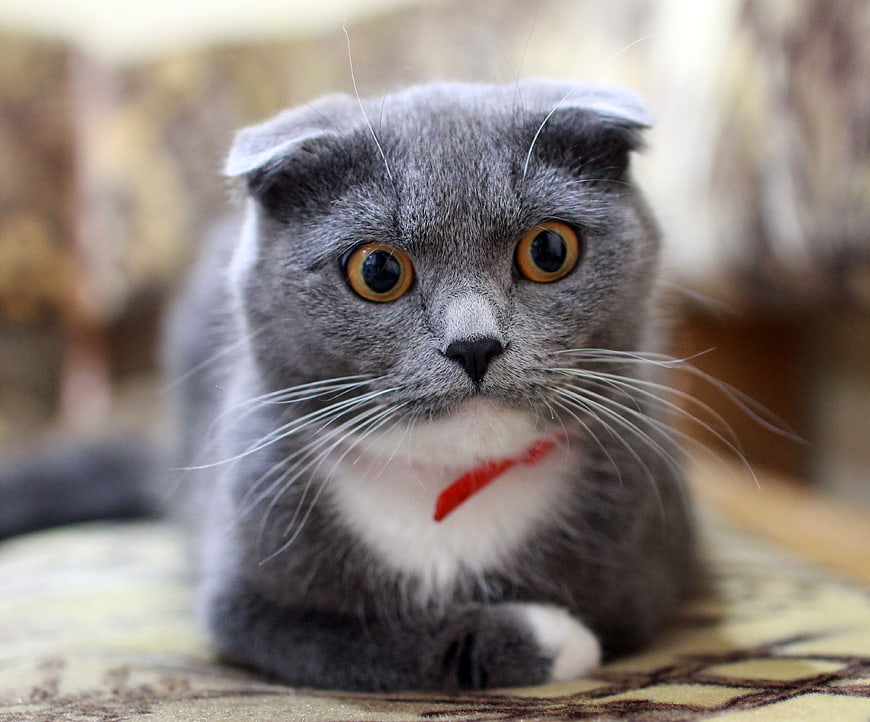 Cute Grey Scottish Fold Cat with Wide Eyes