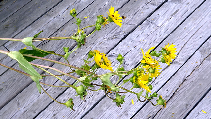 Yellow wildflowers on weathered wooden deck