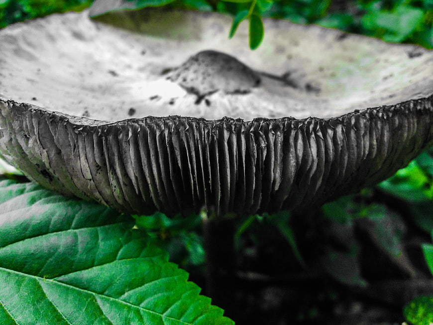 Close-up of mushroom gills on green leaves