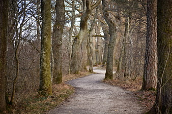 Tree-lined forest path in autumn with bare oak trees