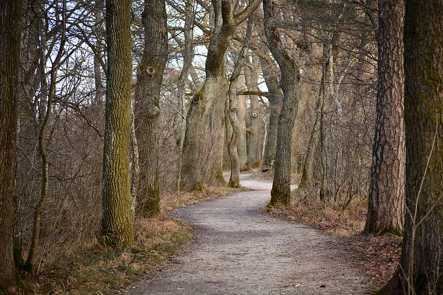 Tree-lined forest path in autumn with bare oak trees