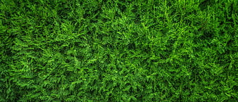 Top View Green Cedar Hedge Texture Background