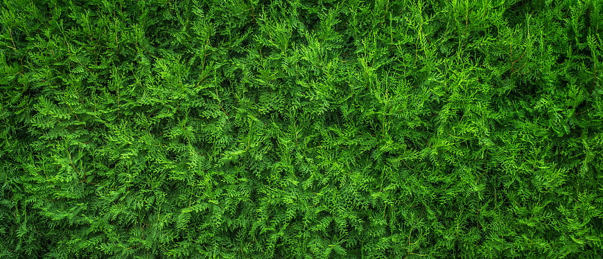 Top View Green Cedar Hedge Texture Background