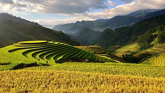 Sapa Rice Terraces in Vietnam with Mountain Landscape