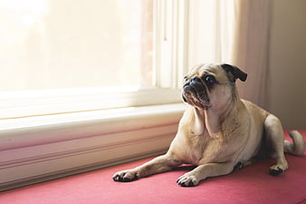 Fawn Pug Dog Lying on Red Cushion by Window