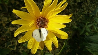 White Butterfly on Yellow Flower in Garden